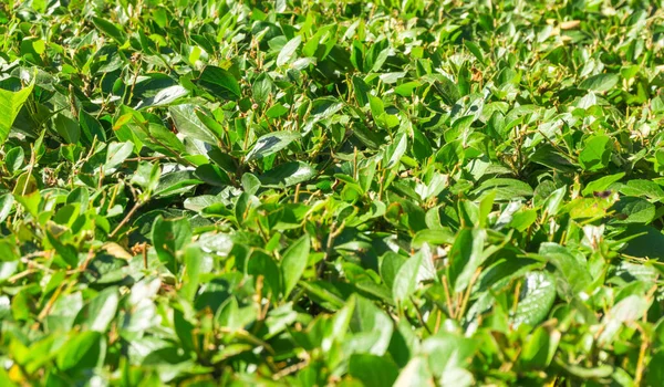 Akasya arkaplan dokusunda yeşil yapraklar