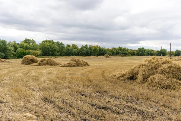 Harvesting Fields Stacks Straw — Stock Photo, Image