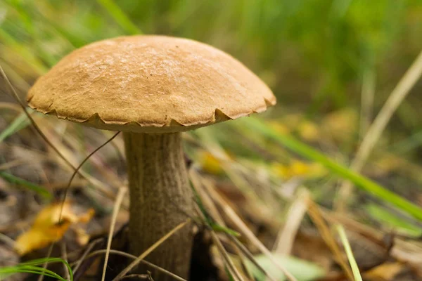 Ormanda çimlerin üzerinde mantar