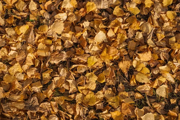 Vecchie Foglie Secche Cadute Gialle Terra Struttura Dello Sfondo — Foto Stock