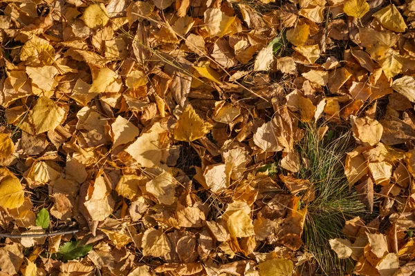 Old Dry Yellow Fallen Leaves Ground Background Texture — Stock Photo, Image