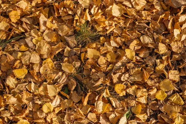 Old Dry Yellow Fallen Leaves Ground Background Texture — Stock Photo, Image