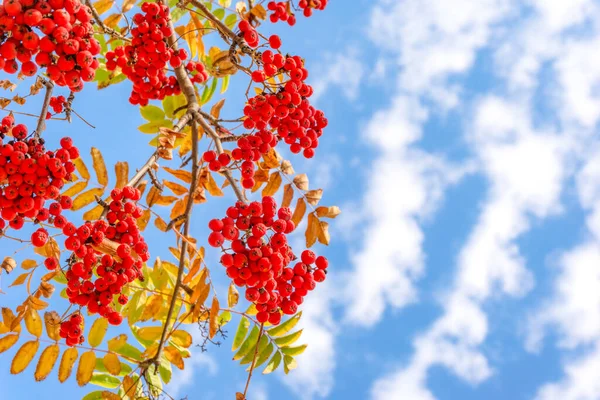 Cinza Montanha Vermelha Madura Rowan Nos Ramos Outono — Fotografia de Stock