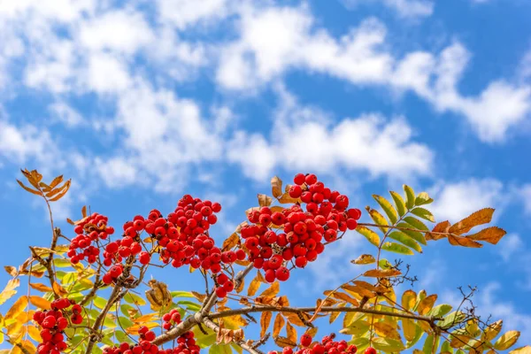 Ωριμάζουν Κόκκινο Βουνό Τέφρα Rowan Στα Κλαδιά Φθινόπωρο — Φωτογραφία Αρχείου