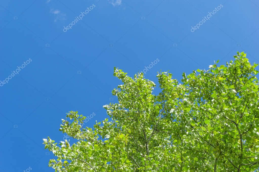 rboles de copa verde vista desde abajo hacia el cielo. Corona verde de