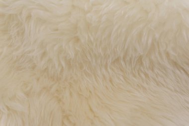 Beyaz hayvan yünlü arka plan, bej doğal koyun yünü, kabarık tüylü kürkün yakın çekim dokusu