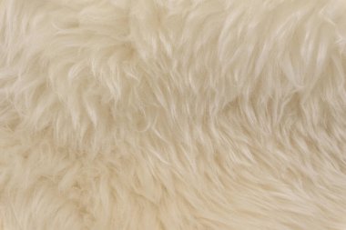 Beyaz hayvan yünlü arka plan, bej doğal koyun yünü, kabarık tüylü kürkün yakın çekim dokusu