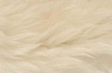 Beyaz hayvan yünlü arka plan, bej doğal koyun yünü, kabarık tüylü kürkün yakın çekim dokusu