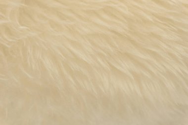 Beyaz hayvan yünlü arka plan, bej doğal koyun yünü, kabarık tüylü kürkün yakın çekim dokusu