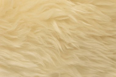 Beyaz hayvan yünlü arka plan, bej doğal koyun yünü, kabarık tüylü kürkün yakın çekim dokusu