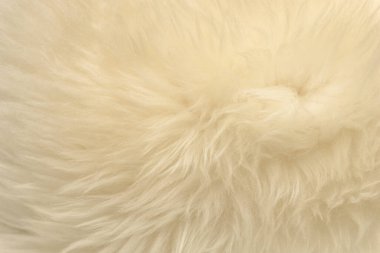 Beyaz hayvan yünlü arka plan, bej doğal koyun yünü, kabarık tüylü kürkün yakın çekim dokusu
