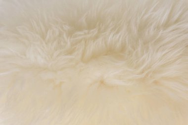 Beyaz hayvan yünlü arka plan, bej doğal koyun yünü, kabarık tüylü kürkün yakın çekim dokusu