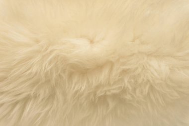 Beyaz hayvan yünlü arka plan, bej doğal koyun yünü, kabarık tüylü kürkün yakın çekim dokusu