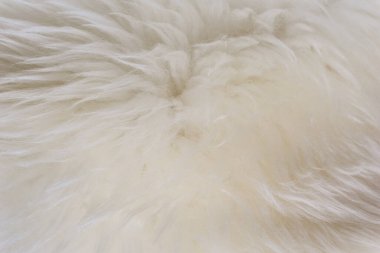 Beyaz hayvan yünlü arka plan, bej doğal koyun yünü, kabarık tüylü kürkün yakın çekim dokusu