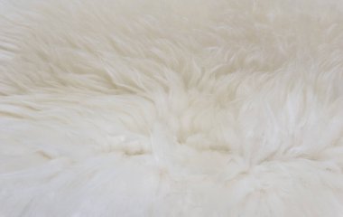 Beyaz hayvan yünlü arka plan, bej doğal koyun yünü, kabarık tüylü kürkün yakın çekim dokusu