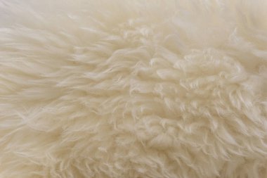 Beyaz hayvan yünlü arka plan, bej doğal koyun yünü, kabarık tüylü kürkün yakın çekim dokusu