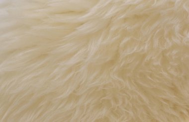 Beyaz hayvan yünlü arka plan, bej doğal koyun yünü, kabarık tüylü kürkün yakın çekim dokusu