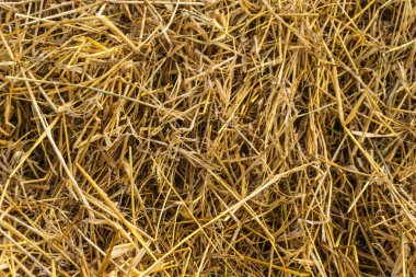 Sarı saman arkaplan dokusu, saman yığını, kuru ot dokusu, saman