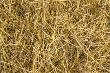 Sarı saman arkaplan dokusu, saman yığını, kuru ot dokusu, saman