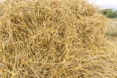 Sarı saman arkaplan dokusu, saman yığını, kuru ot dokusu, saman