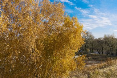 Sonbahar sarı dalları gökyüzüne ve bulutlara karşı