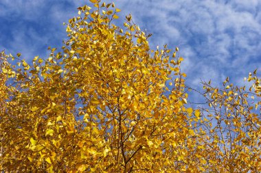 Sonbahar sarı dalları gökyüzüne ve bulutlara karşı