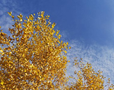 Sonbahar sarı dalları gökyüzüne ve bulutlara karşı