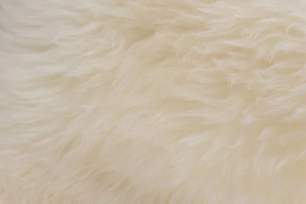 Latar Belakang Tekstur Wol Hewan Putih Wol Domba Alami Beige — Stok Foto