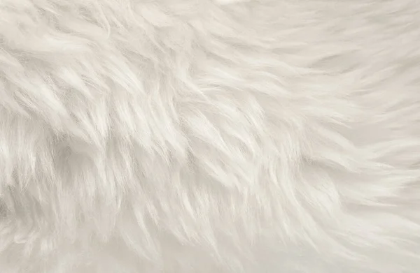 白色动物毛纹理背景 米色天然羊毛 毛绒绒毛绒绒的特写纹理 — 图库照片