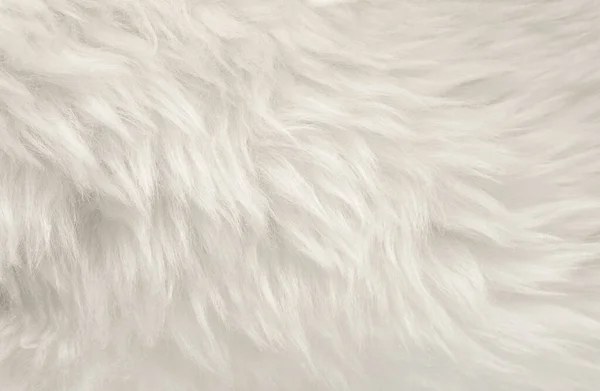 White Animal Wool Texture Background Beige Natural Sheep Wool Close — Stock Photo, Image