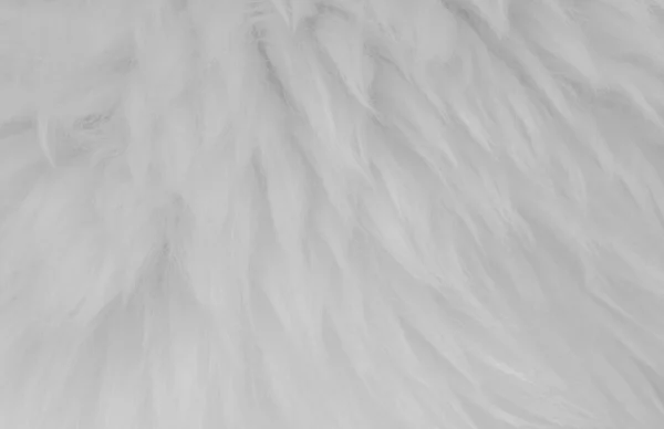 Bílá Zvířecí Vlna Textura Pozadí Béžová Přírodní Ovčí Vlna Zblízka — Stock fotografie
