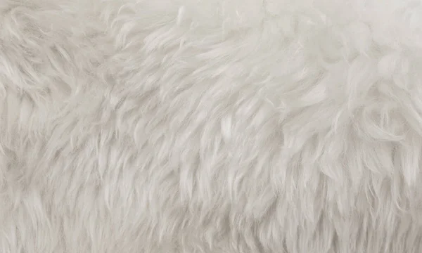 Branco Animal Textura Fundo Bege Ovelha Natural Close Textura Pelúcia — Fotografia de Stock