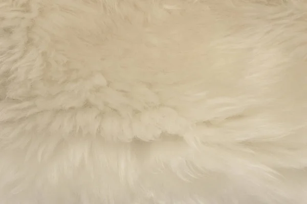白い動物のウールの質感の背景 ベージュの天然羊のウール 豪華なふわふわの毛皮のクローズアップテクスチャ — ストック写真