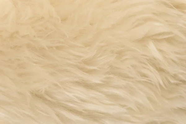 Άσπρο Δέρμα Ζώου Φόντο Υφή Μπεζ Φυσικό Μαλλί Πρόβατα Close — Φωτογραφία Αρχείου