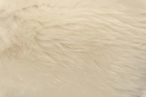 白い動物のウールの質感の背景 ベージュの天然羊のウール 豪華なふわふわの毛皮のクローズアップテクスチャ — ストック写真