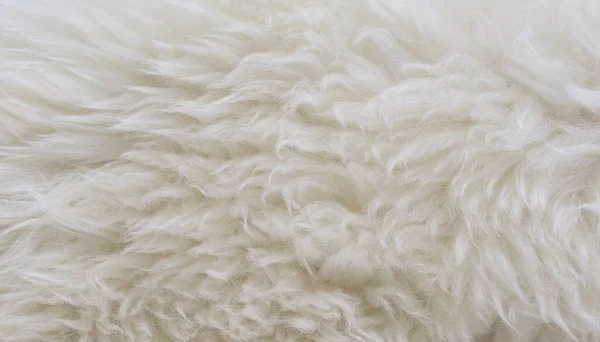 White Animal Wool Texture Background Beige Natural Sheep Wool Close — Stock Photo, Image