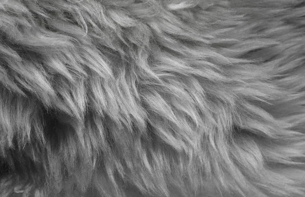 Bianco Animale Lana Texture Sfondo Beige Naturale Lana Pecora Close — Foto Stock