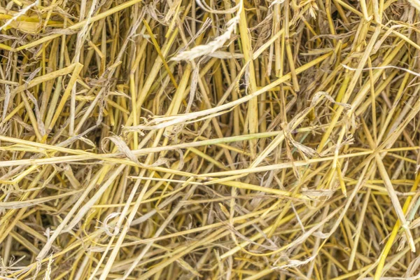 Textura Fundo Amarelo Palha Heap Palha Textura Grama Seca Feno — Fotografia de Stock