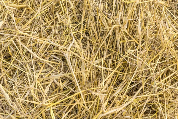 Κίτρινο Άχυρο Υφή Φόντου Σωρό Thatch Αποξηραμένη Υφή Χόρτου Σανό — Φωτογραφία Αρχείου