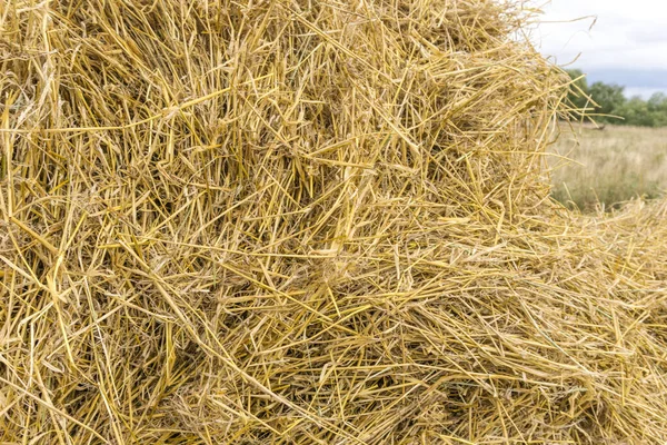 Sarı saman arkaplan dokusu, saman yığını, kuru ot dokusu, saman