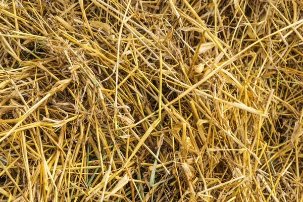 黄色のわらの背景のテクスチャ そのヒープ 乾燥草のテクスチャ 干し草 — ストック写真