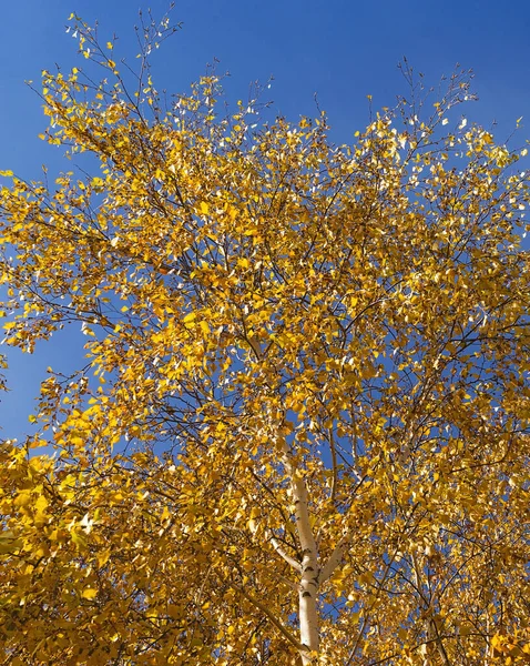 Autunno Rami Gialli Alberi Contro Cielo Nuvole — Foto Stock