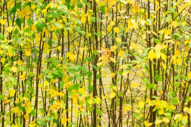 Sarı ve yeşil yapraklı dallar, sonbahar parkı, genç ağaç filizleri