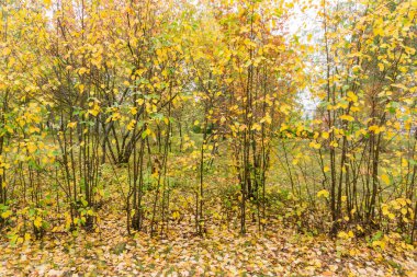Sarı ve yeşil yapraklı dallar, sonbahar parkı, genç ağaç filizleri
