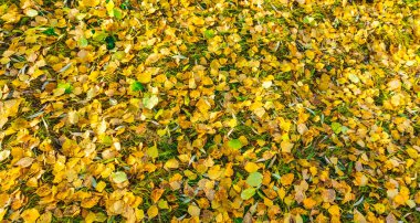 Sonbaharda yeşil çimlerin üzerinde parlak sarı yapraklar, sonbahar manzarası çimenlerin arka planında uzanan renkli sonbahar yaprakları, çok renkli yapraklar, arka plan. sonbahar yaprakları