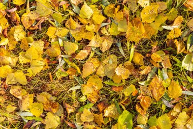 Sonbaharda yeşil çimlerin üzerinde parlak sarı yapraklar, sonbahar manzarası çimenlerin arka planında uzanan renkli sonbahar yaprakları, çok renkli yapraklar, arka plan. sonbahar yaprakları