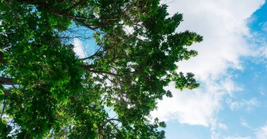 Taç ağaçları aşağıdan gökyüzüne bakıyor.
