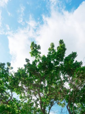Taç ağaçları aşağıdan gökyüzüne bakıyor.
