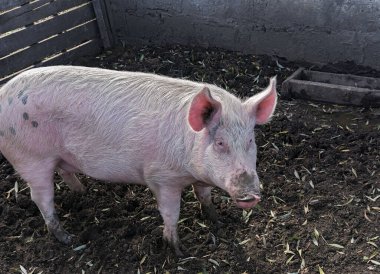 Çiftlikteki pis domuz.