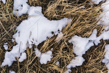 Sarı solmuş çimenlerin üzerindeki ilk kar, eriyen kar dokusu arka plan, solmuş çimenler beyaz don, yakın çekim makrosu, ilkbahar, sonbahar,